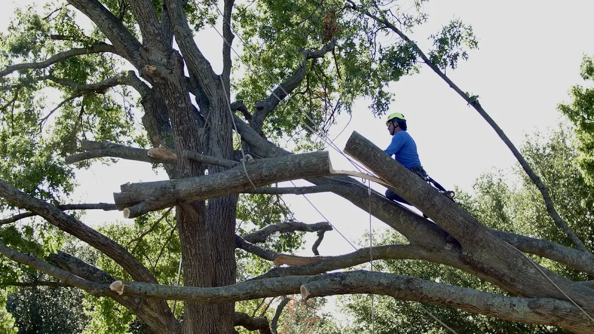 Professional Hazardous Tree Removal performed by certified arborists in Nemaha